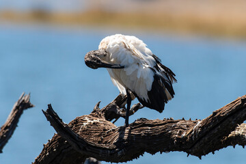 Ibis sacré,.Threskiornis aethiopicus, African Sacred Ibis
