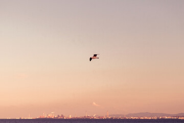 seagull flies over the sea