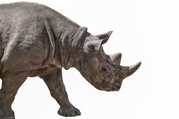 Obraz premium Black rhinoceros in profile cutout on white background