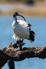 Ibis sacré,.Threskiornis aethiopicus, African Sacred Ibis