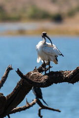 Ibis sacré,.Threskiornis aethiopicus, African Sacred Ibis