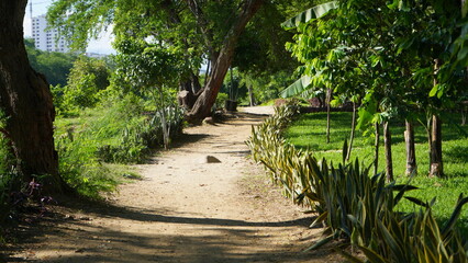 camino en la naturleza