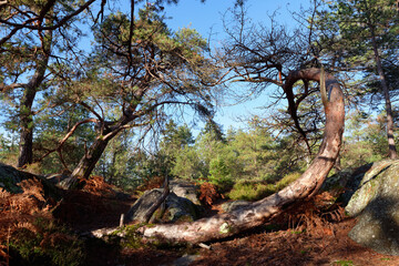 Gorges of Franchard in Fontainebleau forest