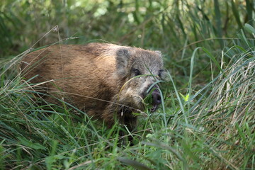 Wild Boar (Sus scrofa)  Western Pomerania Lagoon Area National Park