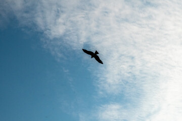 osprey in flight