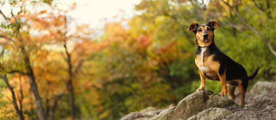 tiny cute dachshund type dog standing on a rock in a forest in autumn