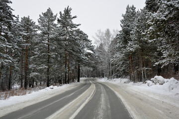 Snow-covered road in a pine forest