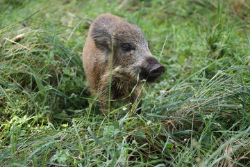 Wild Boar (Sus scrofa)  Western Pomerania Lagoon Area National Park