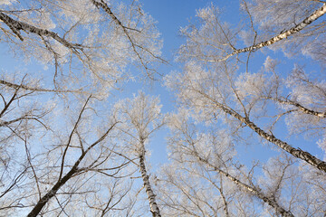 Snow-covered pine forest in winter 