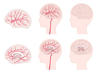 脳血管支配領域のイラストセット_大脳 - obrazy, fototapety, plakaty