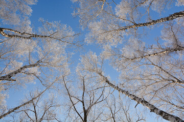 Obraz premium Snow-covered pine forest in winter 