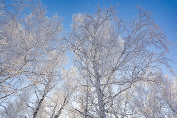 Fototapeta na wymiar Snow-covered pine forest in winter 