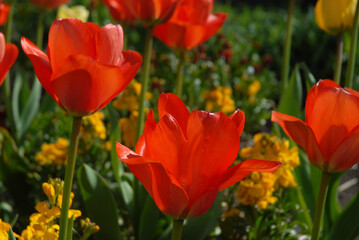 Bright red tulips and yellow wallflowers in a flower bed in Spring