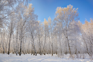 Snow-covered pine forest in winter 