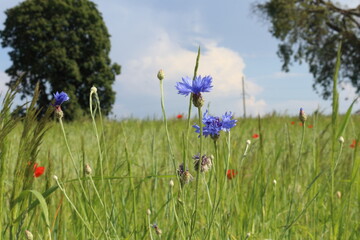 Meadow flowers in summer