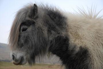 Dartmoor pony