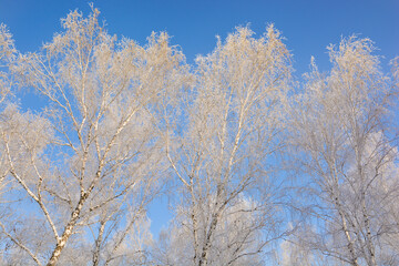 Fototapeta premium Snow-covered pine forest in winter 