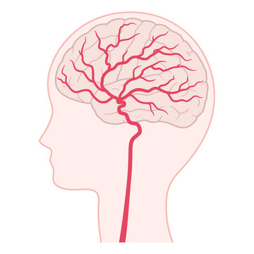 内頚動脈の分岐と脳のイメージイラスト