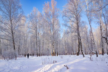 Fototapeta na wymiar Snow-covered pine forest in winter 