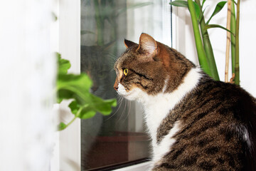 Beautiful domestic cat, gray and white, sits on the windowsill among green plants and looks out the window. The concept of caring for animals, home comfort.