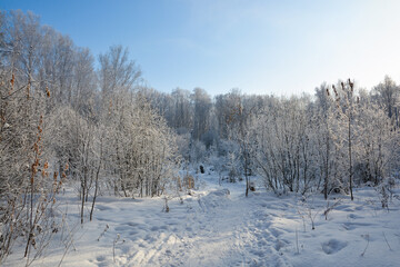 Snow-covered pine forest in winter 