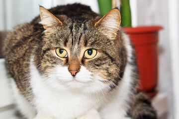 Beautiful domestic cat, gray and white, sits on the windowsill among green plants and looks at camera. The concept of caring for animals, home comfort.