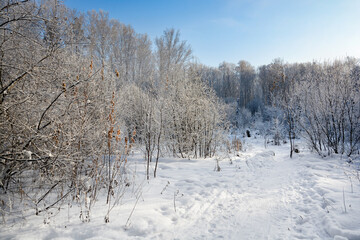 Snow-covered pine forest in winter 