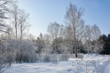 Snow-covered pine forest in winter 