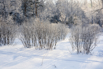 Snow-covered pine forest in winter 