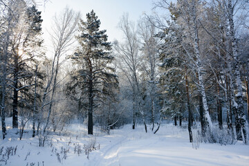 Snow-covered pine forest in winter 