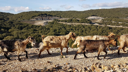 goats  flock on rocky mountain in ioannina greece