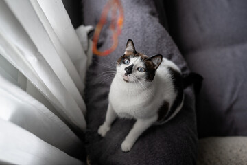 black and white cat with blue eyes sitting on a sofa looks up. 2