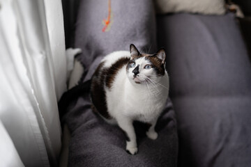 black and white cat with blue eyes sitting on a sofa looks up
