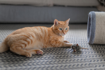 Fototapeta premium brown tabby cat with green eyes lying on the carpet plays with a mouse toy