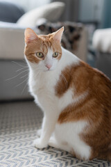 vertical composition. brown and white cat with yellow eyes sitting on the carpet