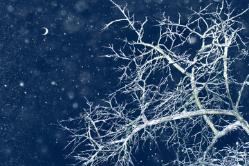  Frozen winter forest with snow covered trees.