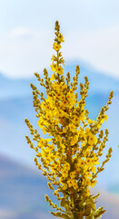orange mullein, wooly mullein flowers tree closeup 