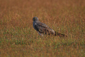 Montagu's harrier in an openfield