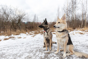 Dogs in winter field looking at camera