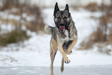 Naklejka premium Mixed breed shepherd dog running in winter