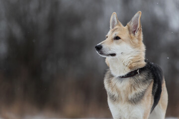 Mixed breed shepherd dog walking in winter field