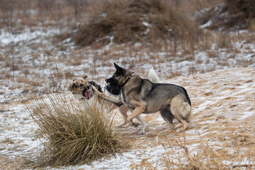 Mixed breed shepherd dogs fighting in winter field