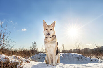 Cute mongrel dog sitting on snow and looking at camera