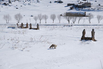 A fox walking on snowy ground