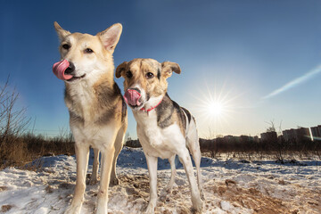 Naklejka premium Two Strong healthy mongrel dogs in winter forest