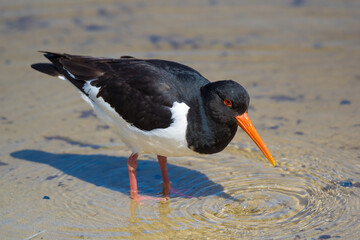 oystercatcher bird, Haematopus ostralegus - Austernfischer