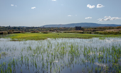 The wetland in the Škocjan Inlet Nature Reserve , October 2019