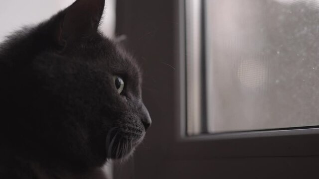 Slow motion handheld shot of gray cat looking out the window closeup