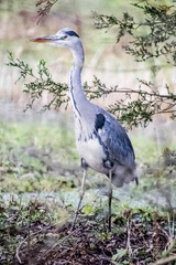 bird