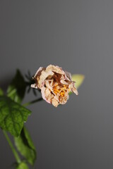 the butterfly on a flower